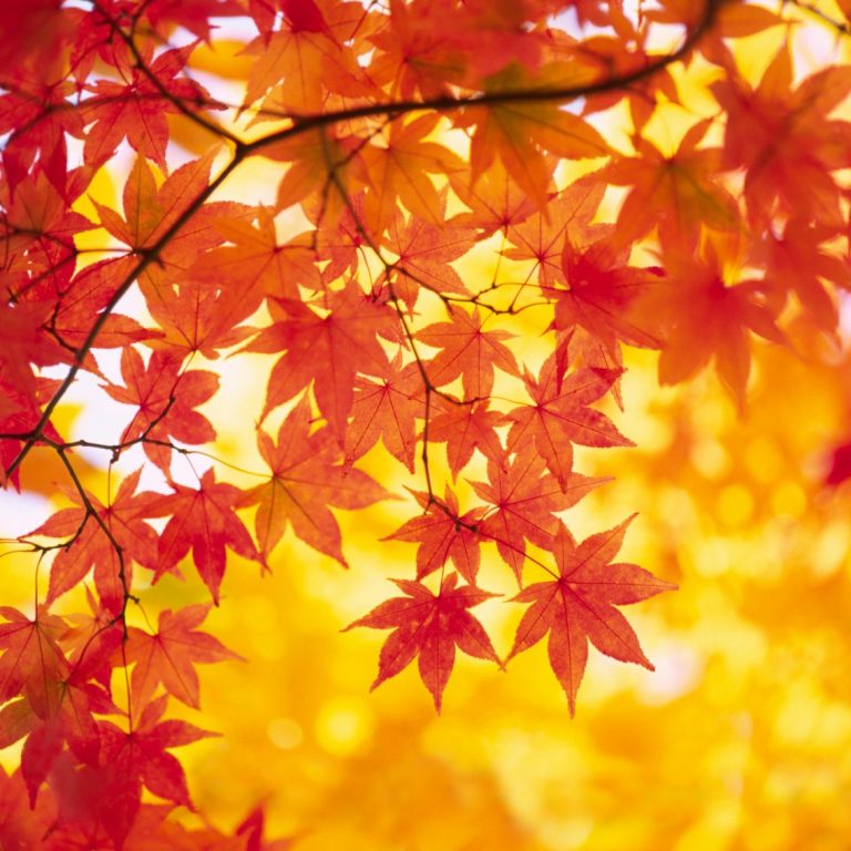 Photo of leaves in sunshine